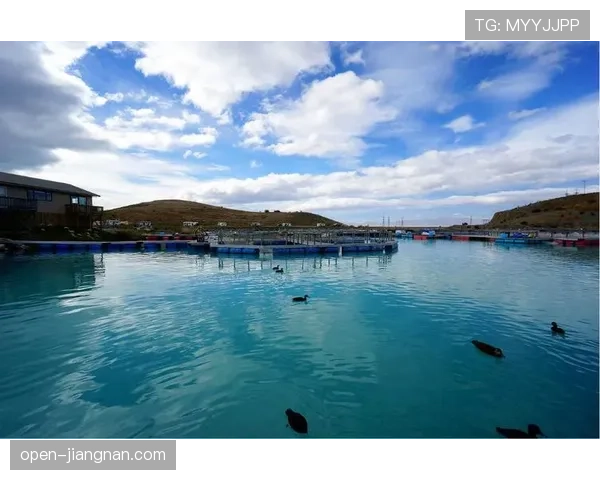 新西兰能否创造历史 2026世界杯大洋洲黑马突围前景分析